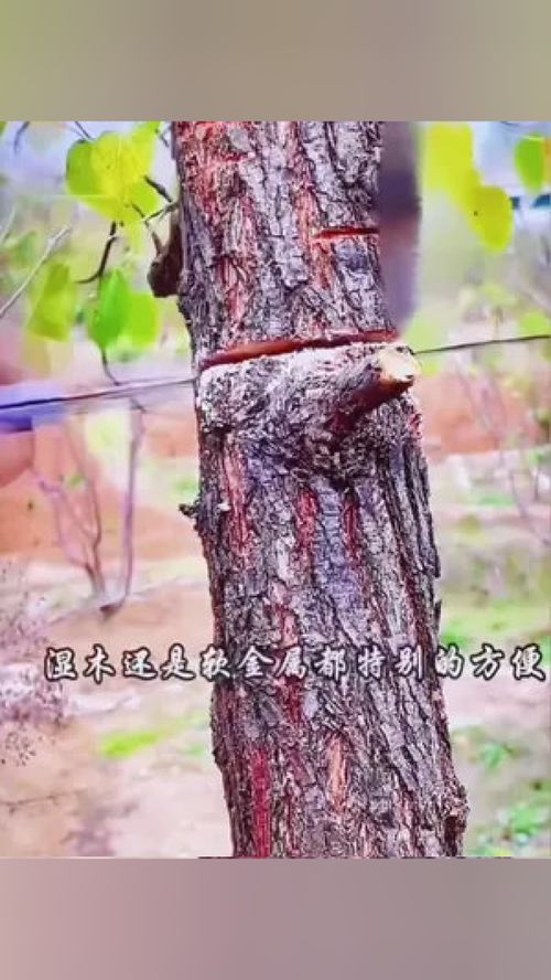 家用小型手持木工鋸 現代木工與DIY的快速神器